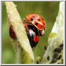 Harmonia axyridis - Asiatischer Marienkaefer 37.jpg